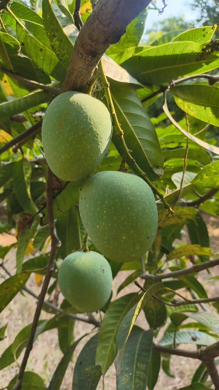 WhatsApp Image 2026 05 03 at 02.51.04 – The Mango Farm, Jangaon Telangana
